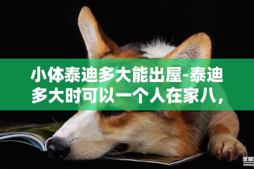 小體泰迪多大能出屋-泰迪多大時可以一個人在家八，九個小時