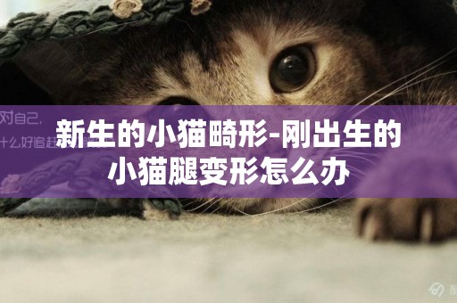 新生的小貓畸形-剛出生的小貓腿變形怎么辦