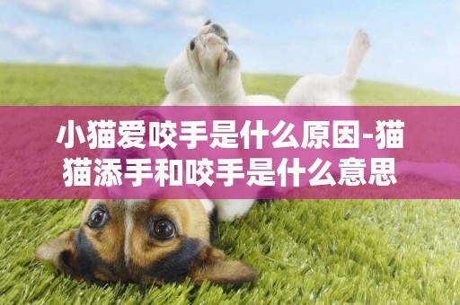 小貓愛咬手是什么原因-貓貓添手和咬手是什么意思