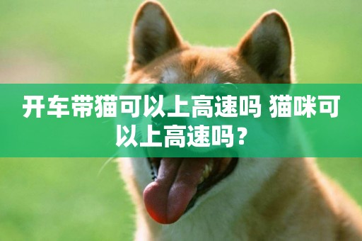 開車帶貓可以上高速嗎 貓咪可以上高速嗎？