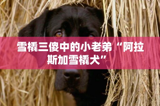 雪橇三傻中的小老弟“阿拉斯加雪橇犬” 