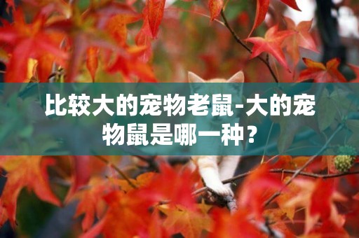 比較大的寵物老鼠-大的寵物鼠是哪一種？