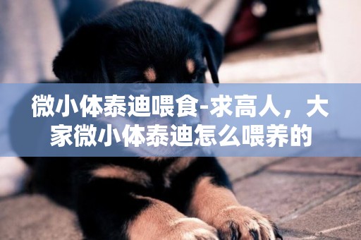 微小體泰迪喂食-求高人，大家微小體泰迪怎么喂養的