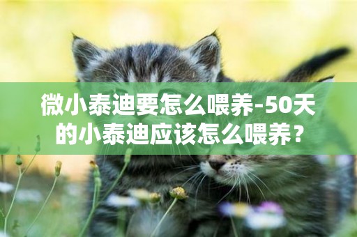 微小泰迪要怎么喂養-50天的小泰迪應該怎么喂養？