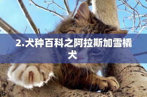2.犬種百科之阿拉斯加雪橇犬 