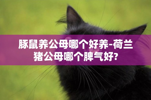 豚鼠養公母哪個好養-荷蘭豬公母哪個脾氣好?