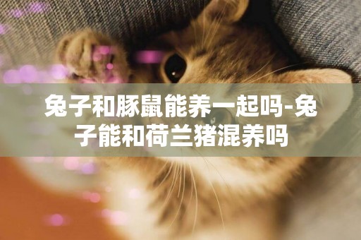兔子和豚鼠能養一起嗎-兔子能和荷蘭豬混養嗎