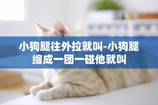小狗腿往外拉就叫-小狗腿縮成一團一碰他就叫