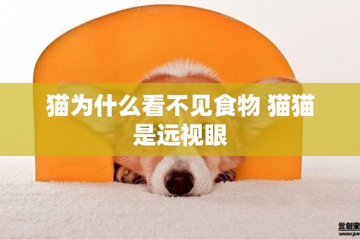 貓為什么看不見食物 貓貓是遠視眼