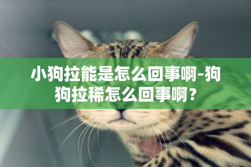 小狗拉能是怎么回事啊-狗狗拉稀怎么回事啊？