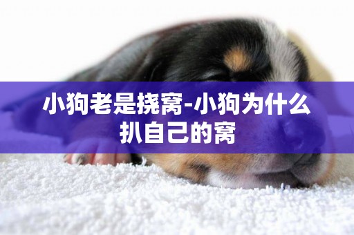 小狗老是撓窩-小狗為什么扒自己的窩