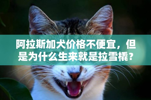 阿拉斯加犬價格不便宜，但是為什么生來就是拉雪橇？ 