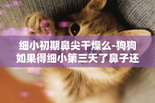 細小初期鼻尖干燥么-狗狗如果得細小第三天了鼻子還是濕濕的么