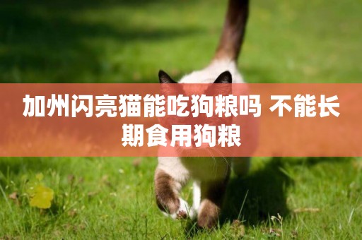 加州閃亮貓能吃狗糧嗎 不能長期食用狗糧