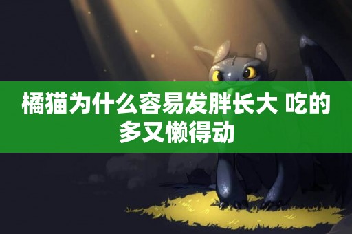 橘貓為什么容易發胖長大 吃的多又懶得動
