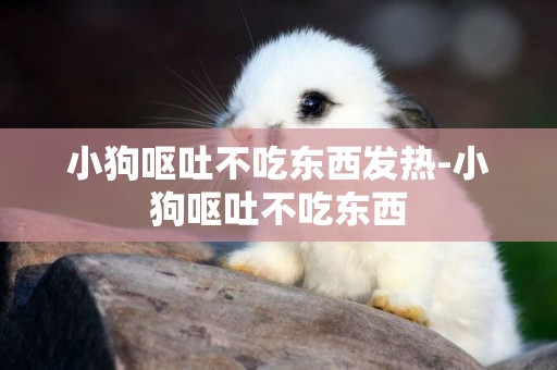 小狗嘔吐不吃東西發熱-小狗嘔吐不吃東西