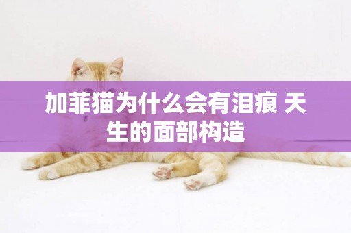 加菲貓為什么會有淚痕 天生的面部構造