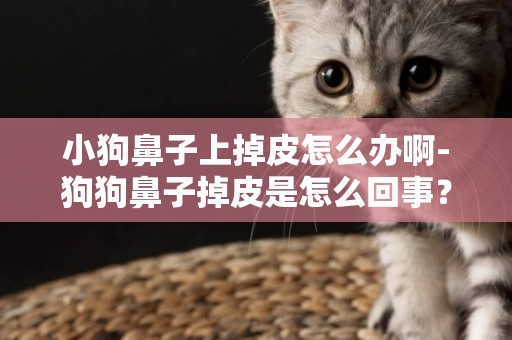 小狗鼻子上掉皮怎么辦啊-狗狗鼻子掉皮是怎么回事？