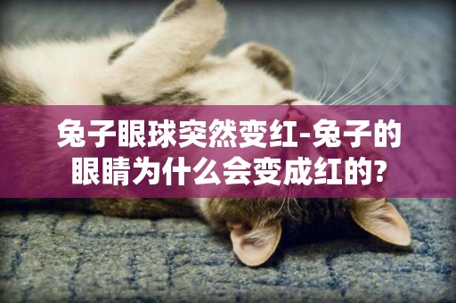 兔子眼球突然變紅-兔子的眼睛為什么會變成紅的?