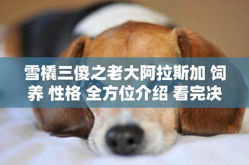 雪橇三傻之老大阿拉斯加 飼養 性格 全方位介紹 看完決定你要不要養 