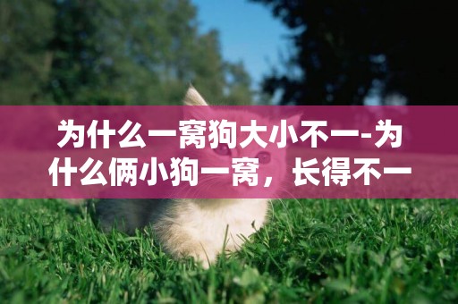 為什么一窩狗大小不一-為什么倆小狗一窩，長得不一樣，一個大一個小，小的7斤，大的12斤，哪個好呀！2