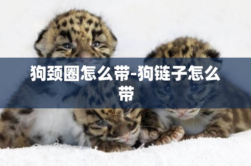 狗頸圈怎么帶-狗鏈子怎么帶