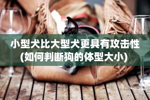 小型犬比大型犬更具有攻擊性(如何判斷狗的體型大小) 