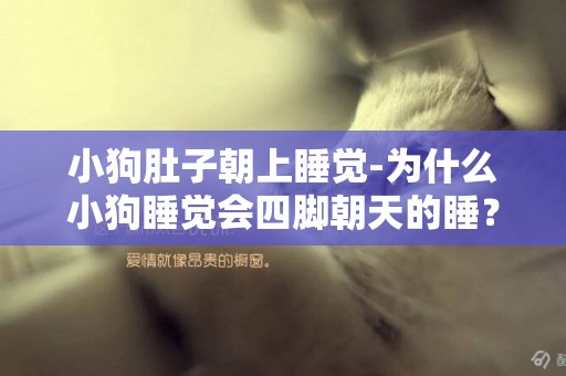 小狗肚子朝上睡覺-為什么小狗睡覺會四腳朝天的睡？