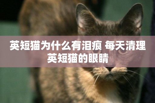 英短貓為什么有淚痕 每天清理英短貓的眼睛