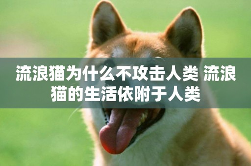 流浪貓為什么不攻擊人類 流浪貓的生活依附于人類