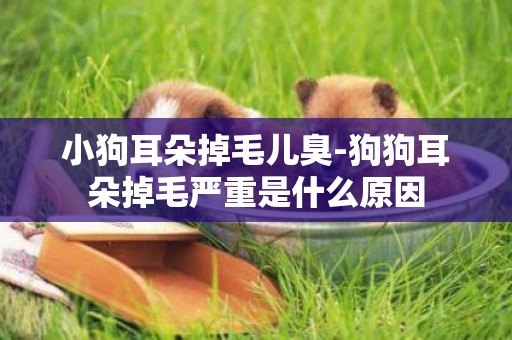 小狗耳朵掉毛兒臭-狗狗耳朵掉毛嚴重是什么原因
