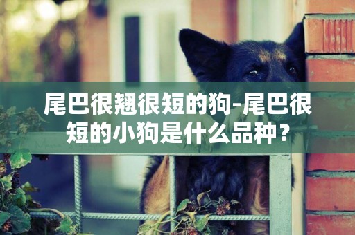 尾巴很翹很短的狗-尾巴很短的小狗是什么品種？