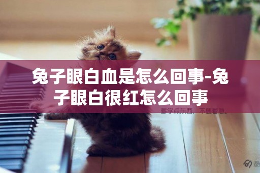 兔子眼白血是怎么回事-兔子眼白很紅怎么回事
