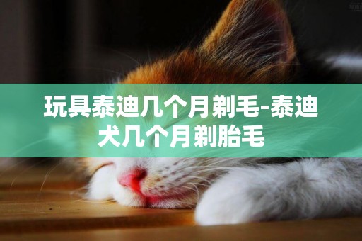 玩具泰迪幾個月剃毛-泰迪犬幾個月剃胎毛