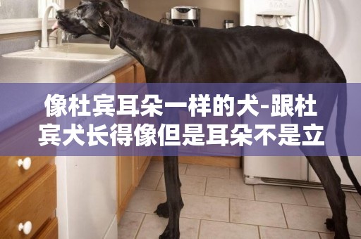 像杜賓耳朵一樣的犬-跟杜賓犬長得像但是耳朵不是立著的狗叫什么