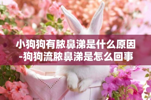 小狗狗有膿鼻涕是什么原因-狗狗流膿鼻涕是怎么回事