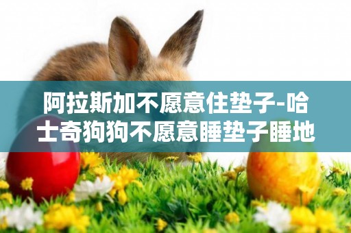 阿拉斯加不愿意住墊子-哈士奇狗狗不愿意睡墊子睡地板