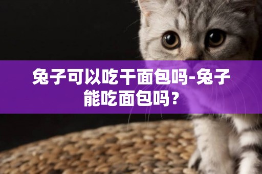 兔子可以吃干面包嗎-兔子能吃面包嗎？