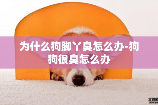 為什么狗腳丫臭怎么辦-狗狗很臭怎么辦