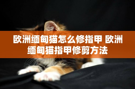 歐洲緬甸貓怎么修指甲 歐洲緬甸貓指甲修剪方法