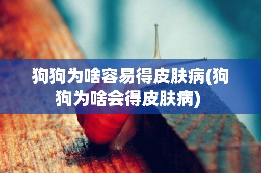 狗狗為啥容易得皮膚病(狗狗為啥會得皮膚病) 