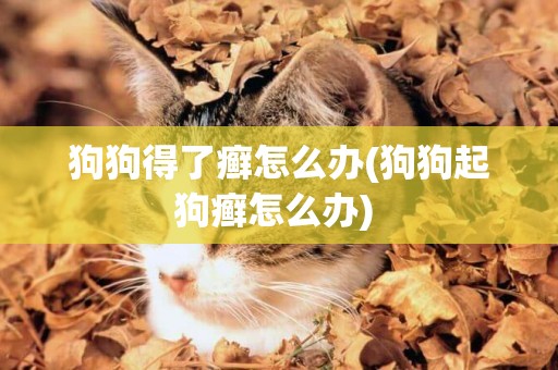 狗狗得了癬怎么辦(狗狗起狗癬怎么辦) 