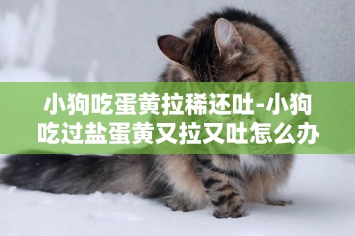 小狗吃蛋黃拉稀還吐-小狗吃過鹽蛋黃又拉又吐怎么辦