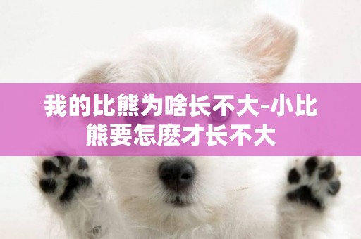 我的比熊為啥長不大-小比熊要怎麼才長不大
