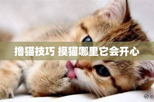擼貓技巧 摸貓哪里它會開心