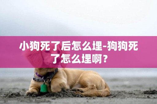 小狗死了后怎么埋-狗狗死了怎么埋啊？