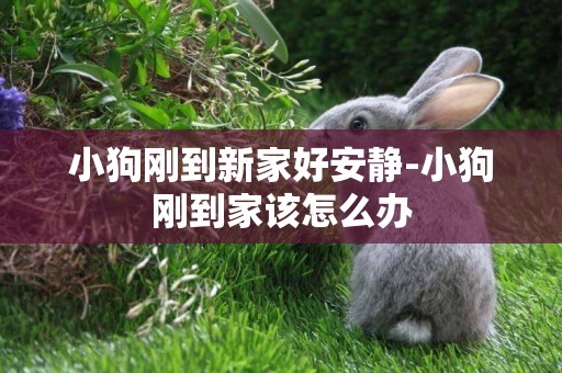 小狗剛到新家好安靜-小狗剛到家該怎么辦