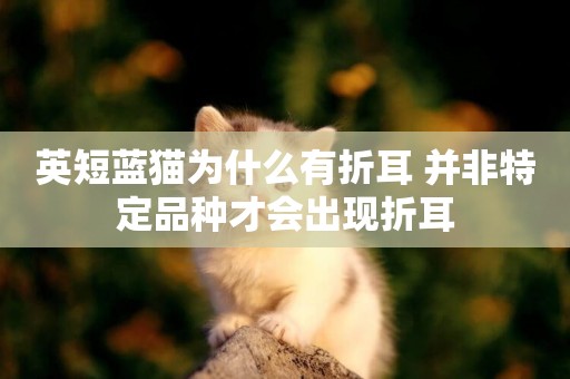 英短藍貓為什么有折耳 并非特定品種才會出現折耳