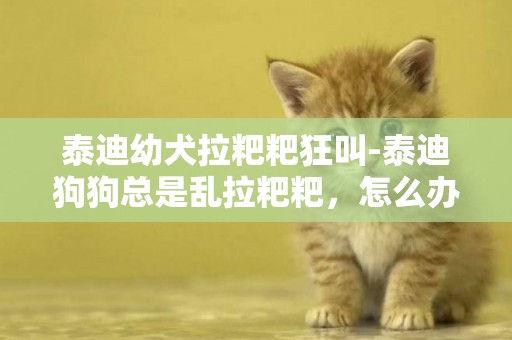 泰迪幼犬拉粑粑狂叫-泰迪狗狗總是亂拉粑粑，怎么辦？