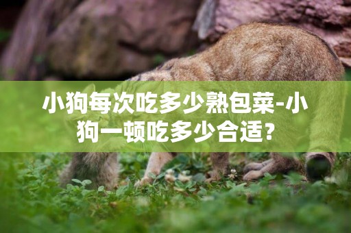 小狗每次吃多少熟包菜-小狗一頓吃多少合適？
